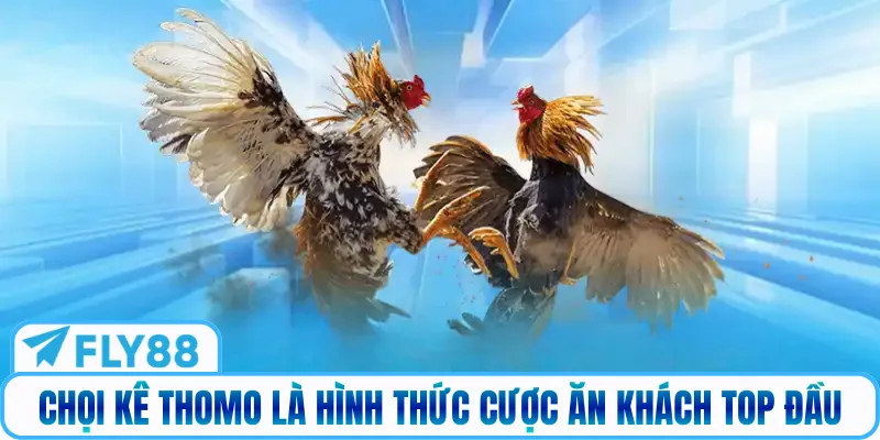 Chọi kê Thomo là hình thức cược ăn khách Top đầu