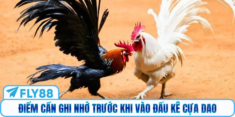 Điểm cần ghi nhớ trước khi vào đấu kê cựa dao