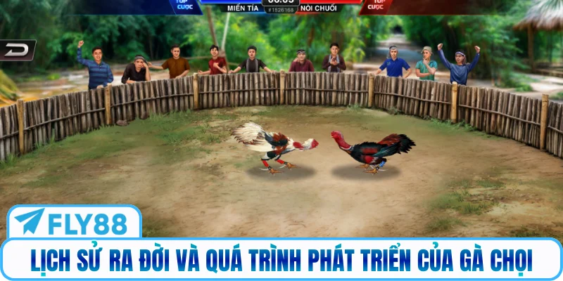 Lịch sử ra đời và quá trình phát triển của gà chọi