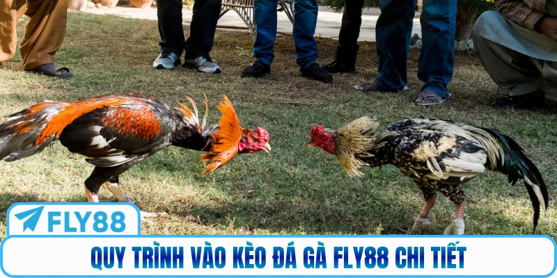 Quy trình vào kèo đá gà FLY88 chi tiết