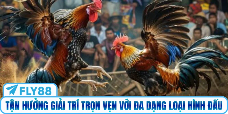 Tận hưởng giải trí trọn vẹn với đa dạng loại hình đấu